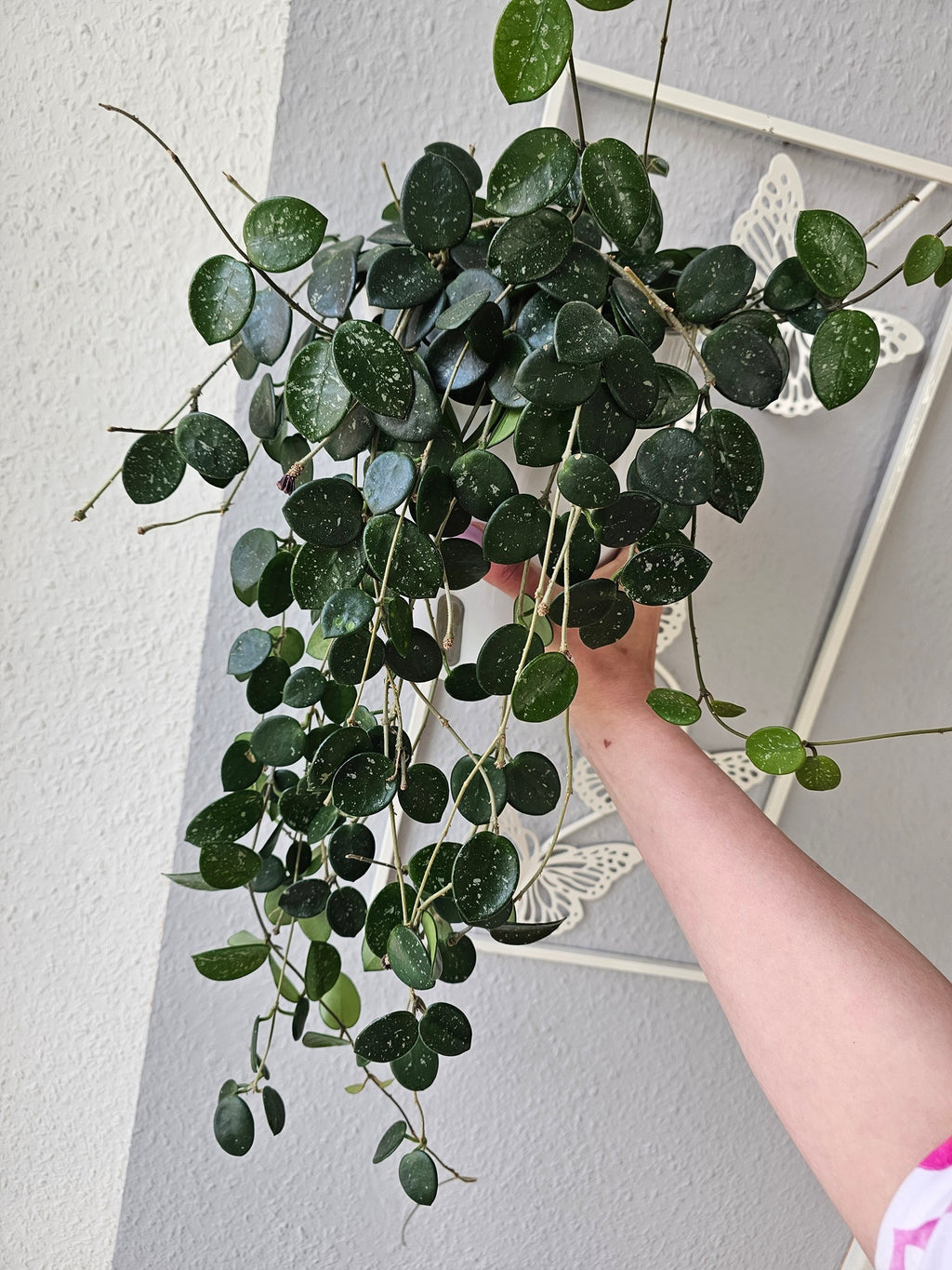 Hoya 'Mathilde' cutting