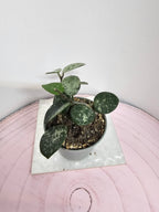 Hoya 'Mathilde' splash