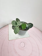 Hoya 'Mathilde' splash