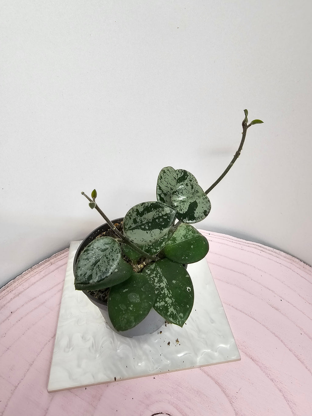 Hoya 'Mathilde' splash