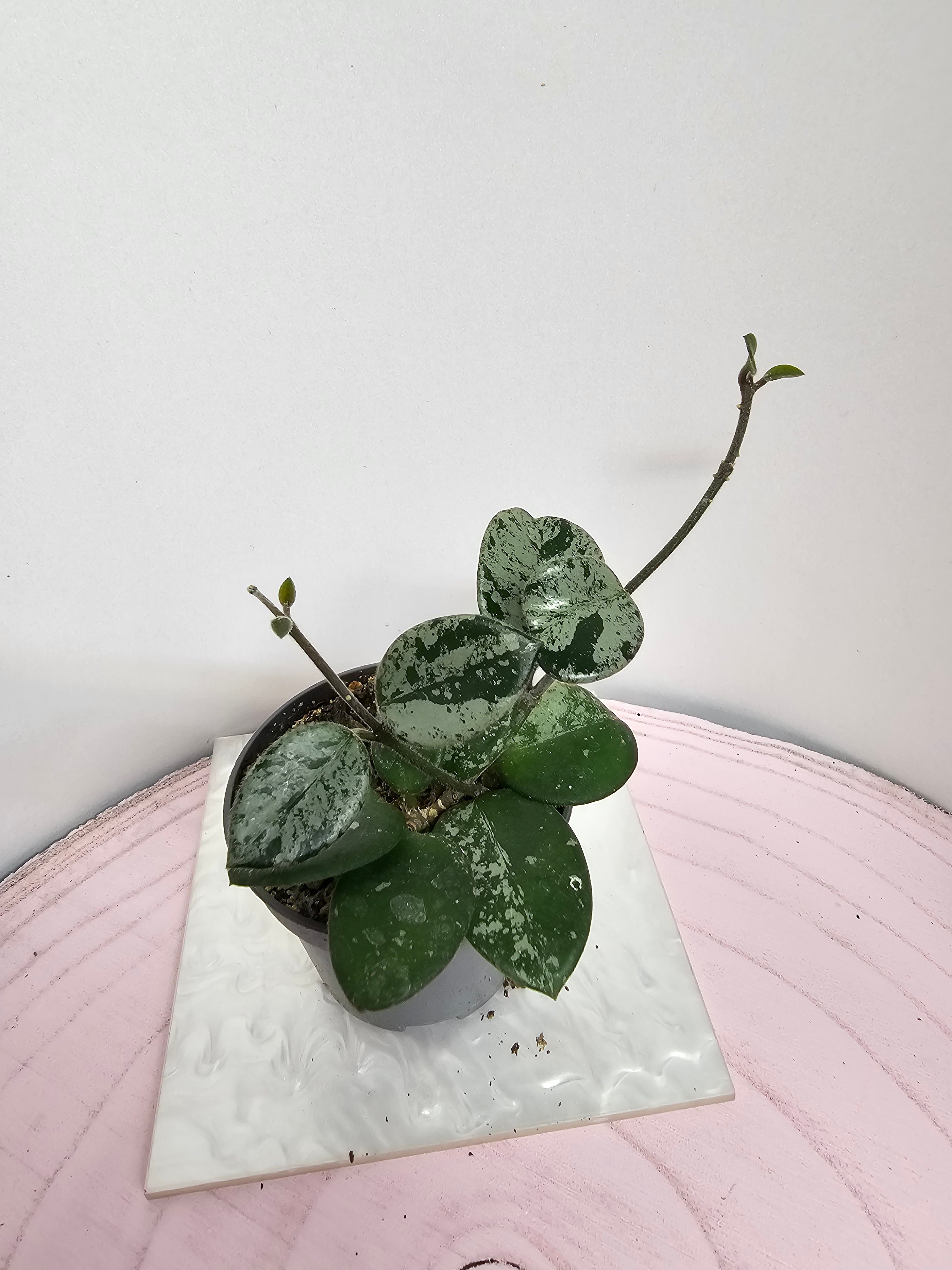 Hoya 'Mathilde' splash