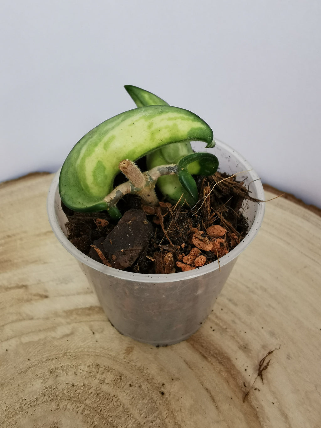 Hoya carnosa compacta "Mauna Loa"