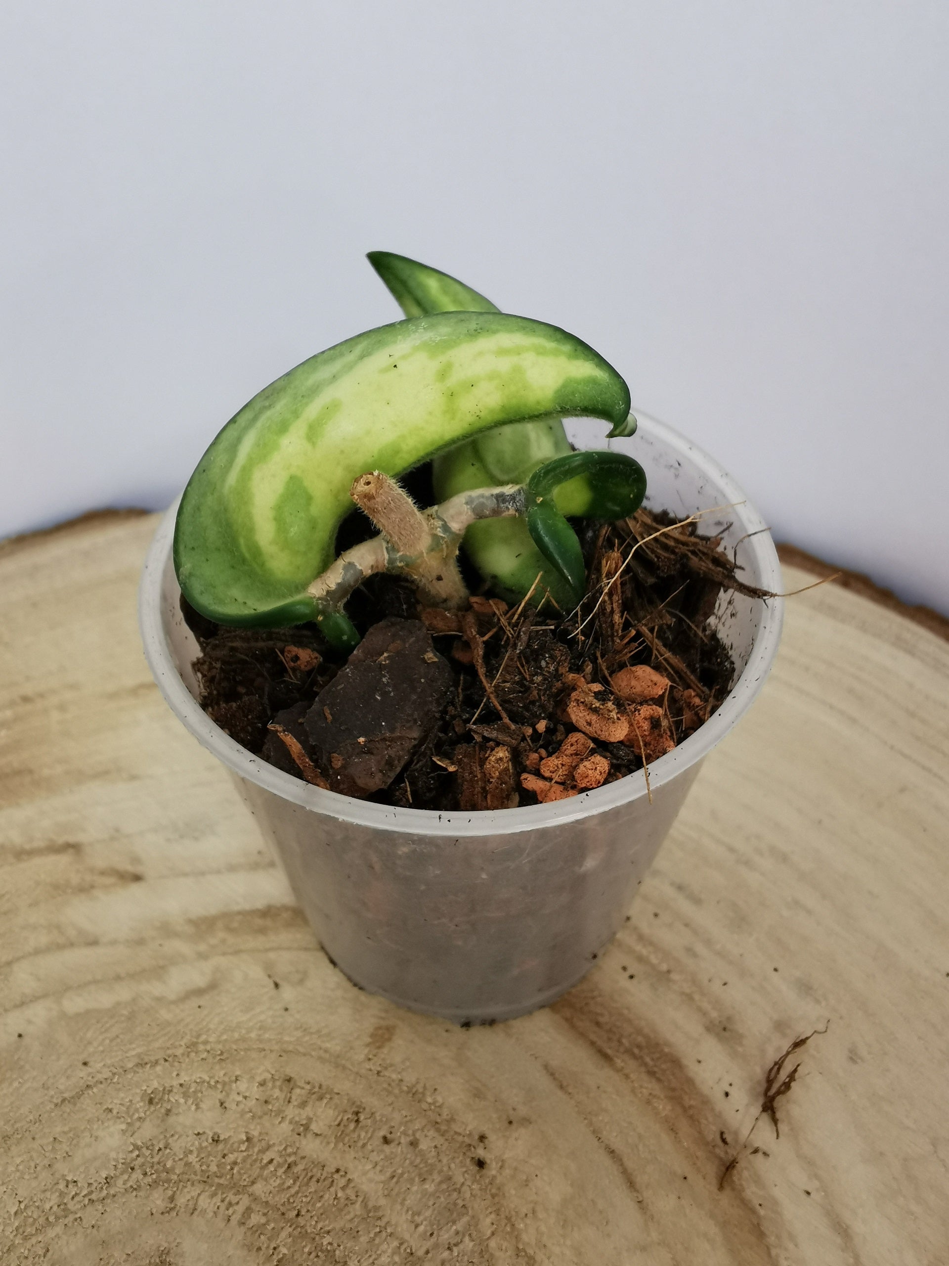 Hoya carnosa compacta "Mauna Loa"