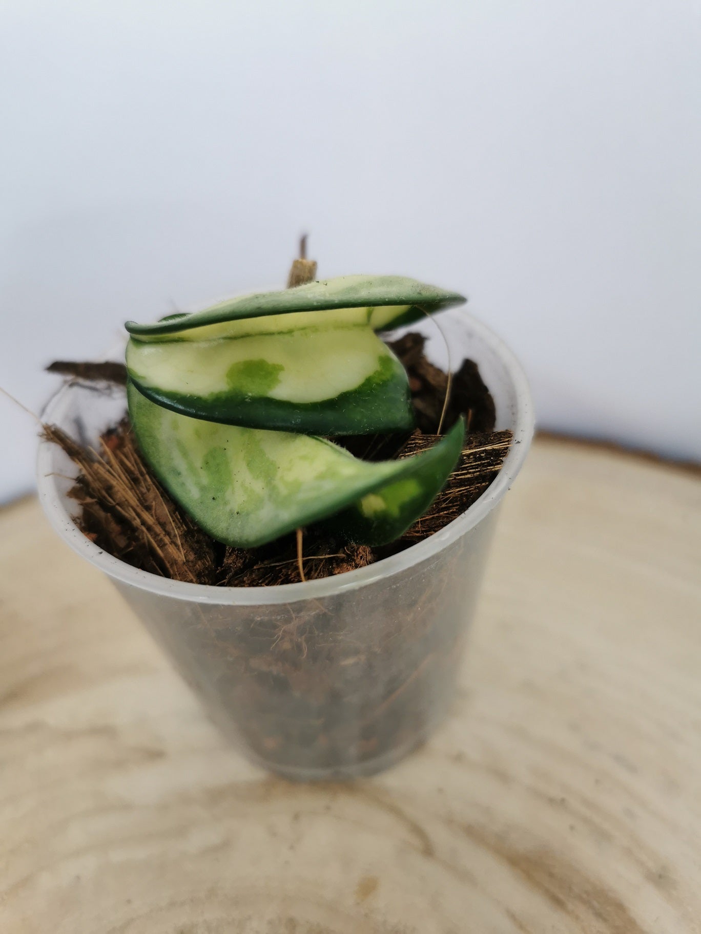 Hoya carnosa compacta "Mauna Loa"