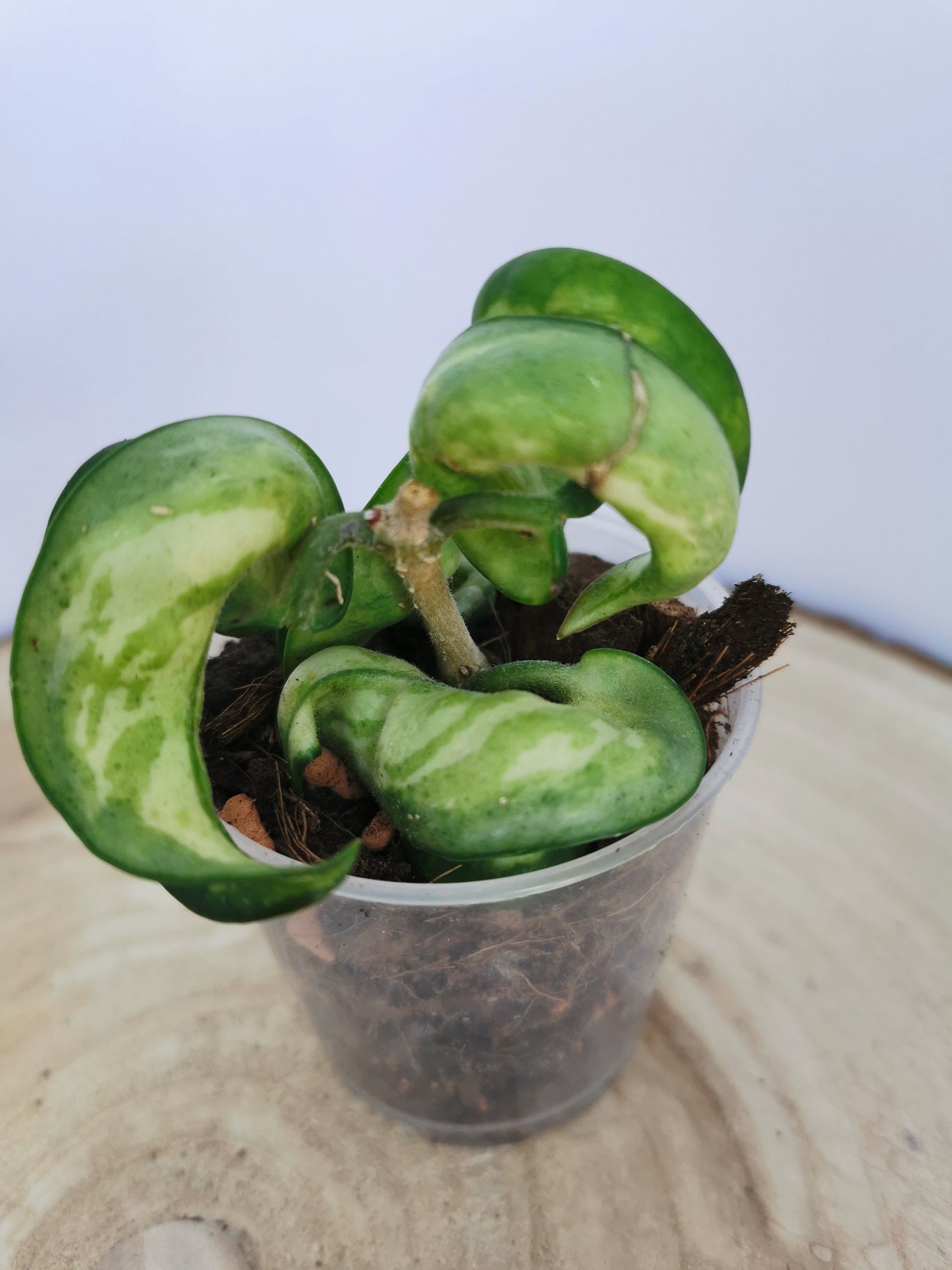 Hoya carnosa compacta "Mauna Loa"