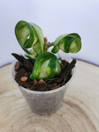 Hoya carnosa compacta "Mauna Loa"