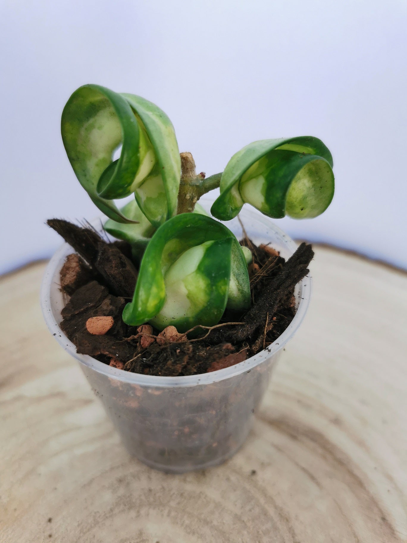 Hoya carnosa compacta "Mauna Loa"