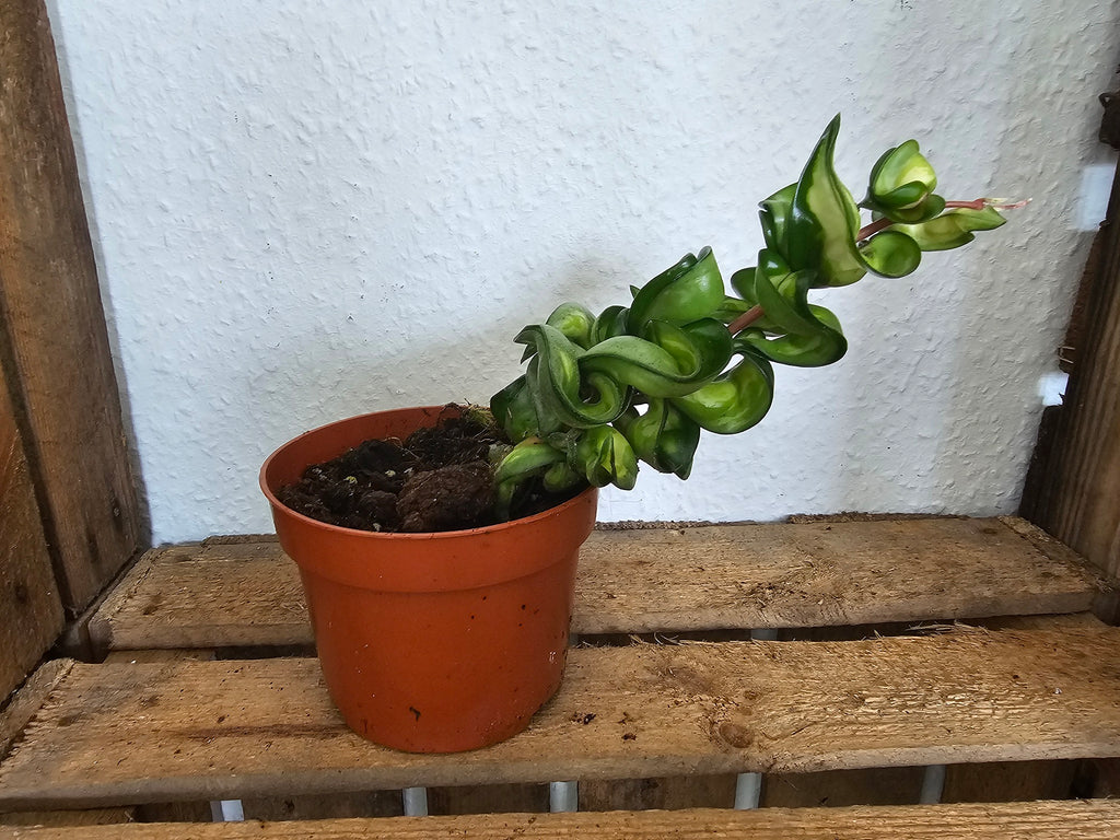 Hoya carnosa compacta "Mauna Loa"