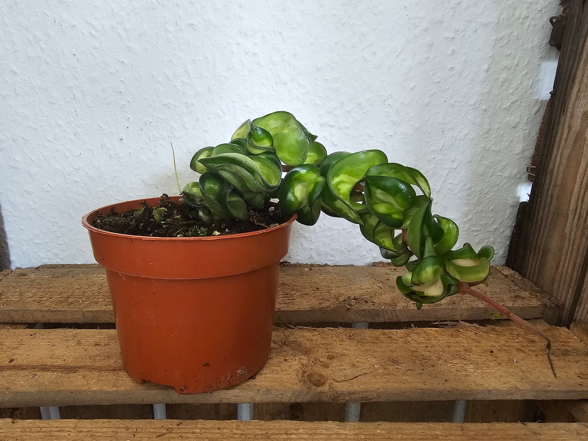 Hoya carnosa compacta "Mauna Loa"