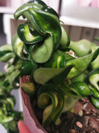 Hoya carnosa compacta "Mauna Loa"