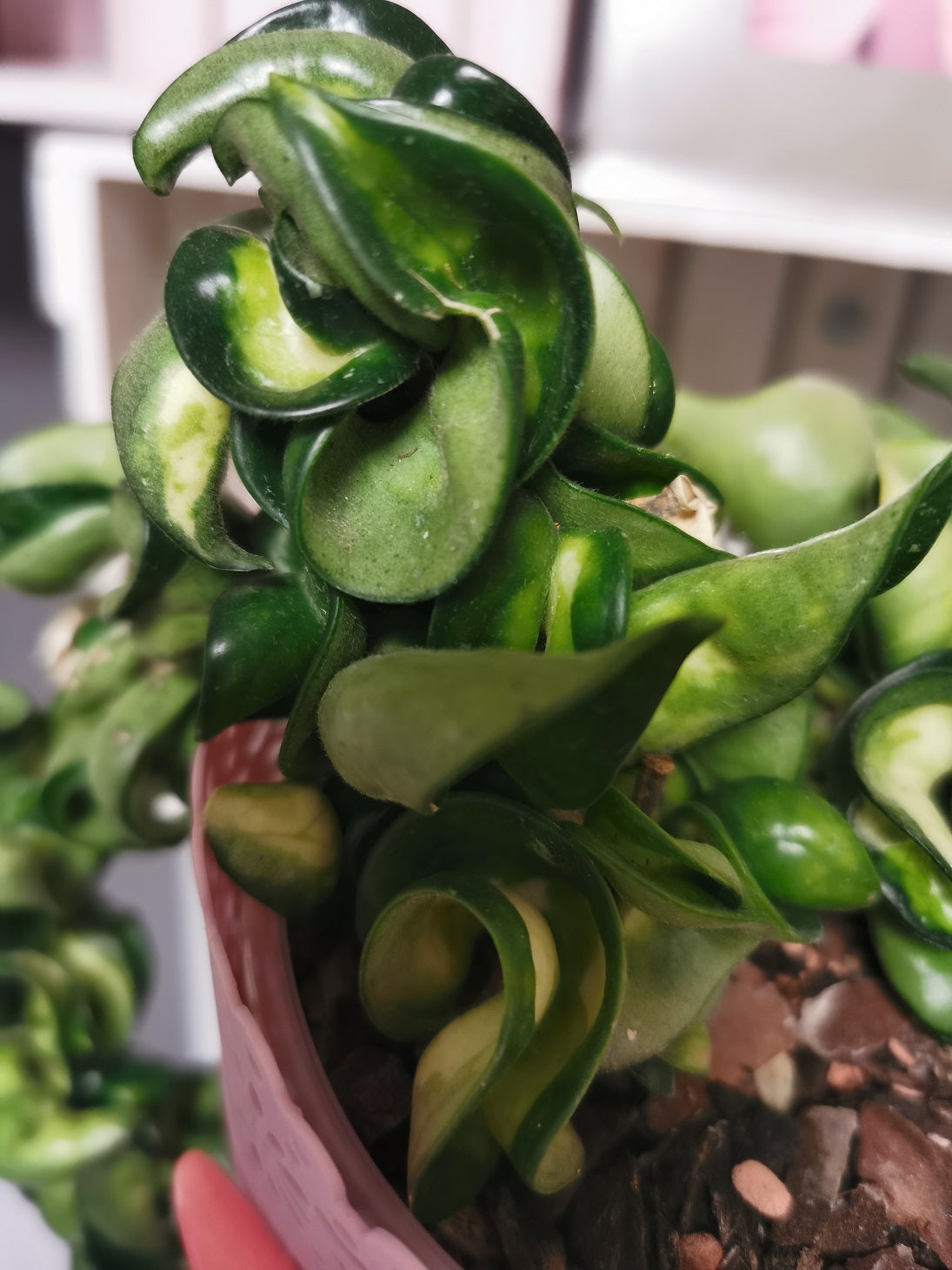 Hoya carnosa compacta "Mauna Loa"