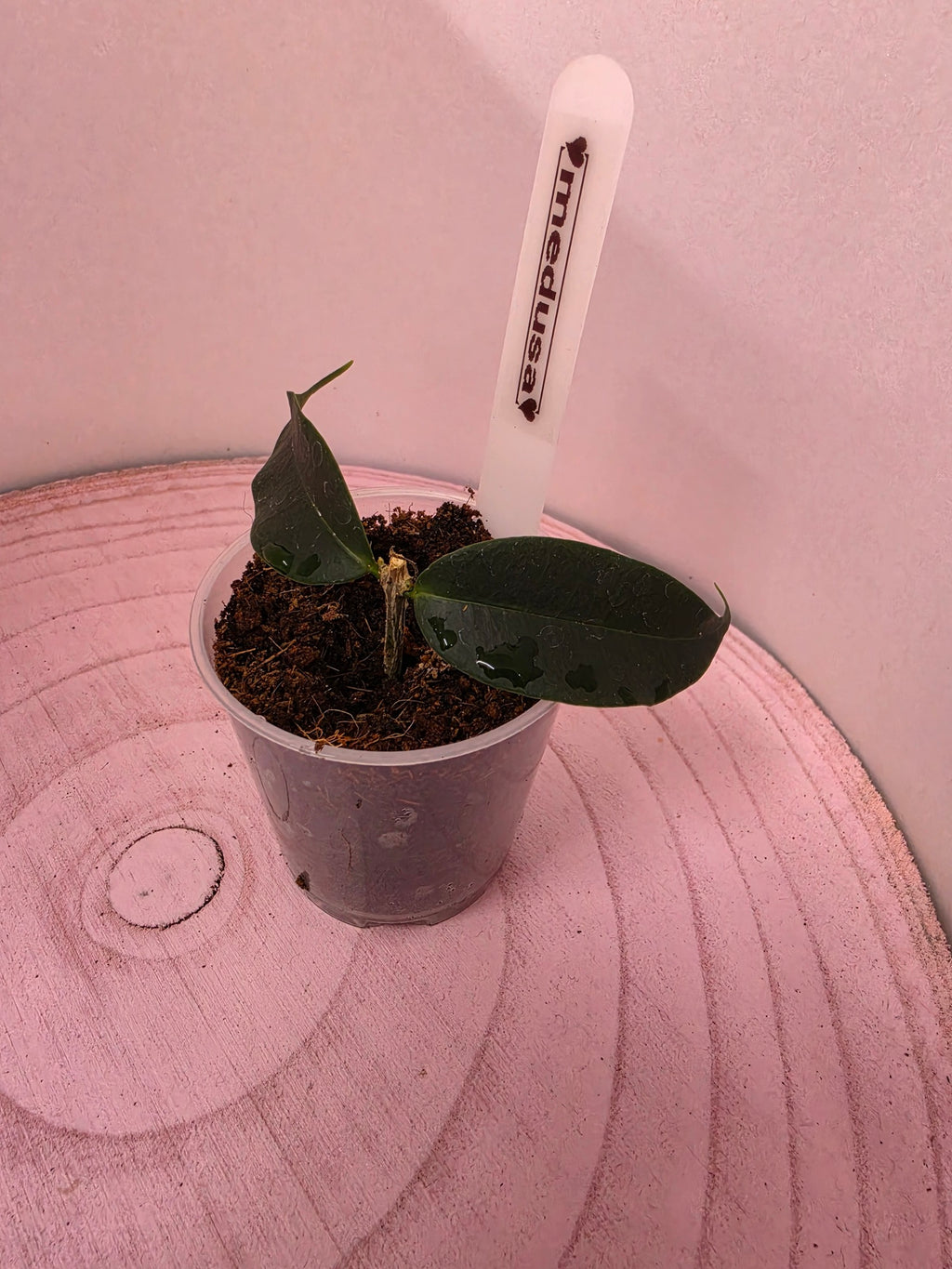 Hoya medusa