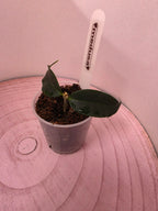 Hoya medusa