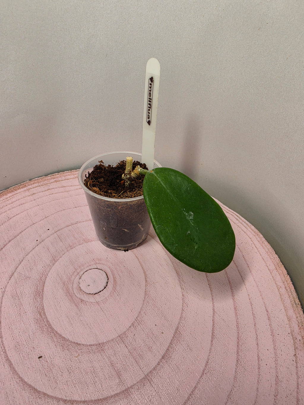 Hoya meliflua 1 Blatt
