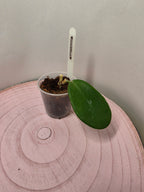 Hoya meliflua 1 Blatt