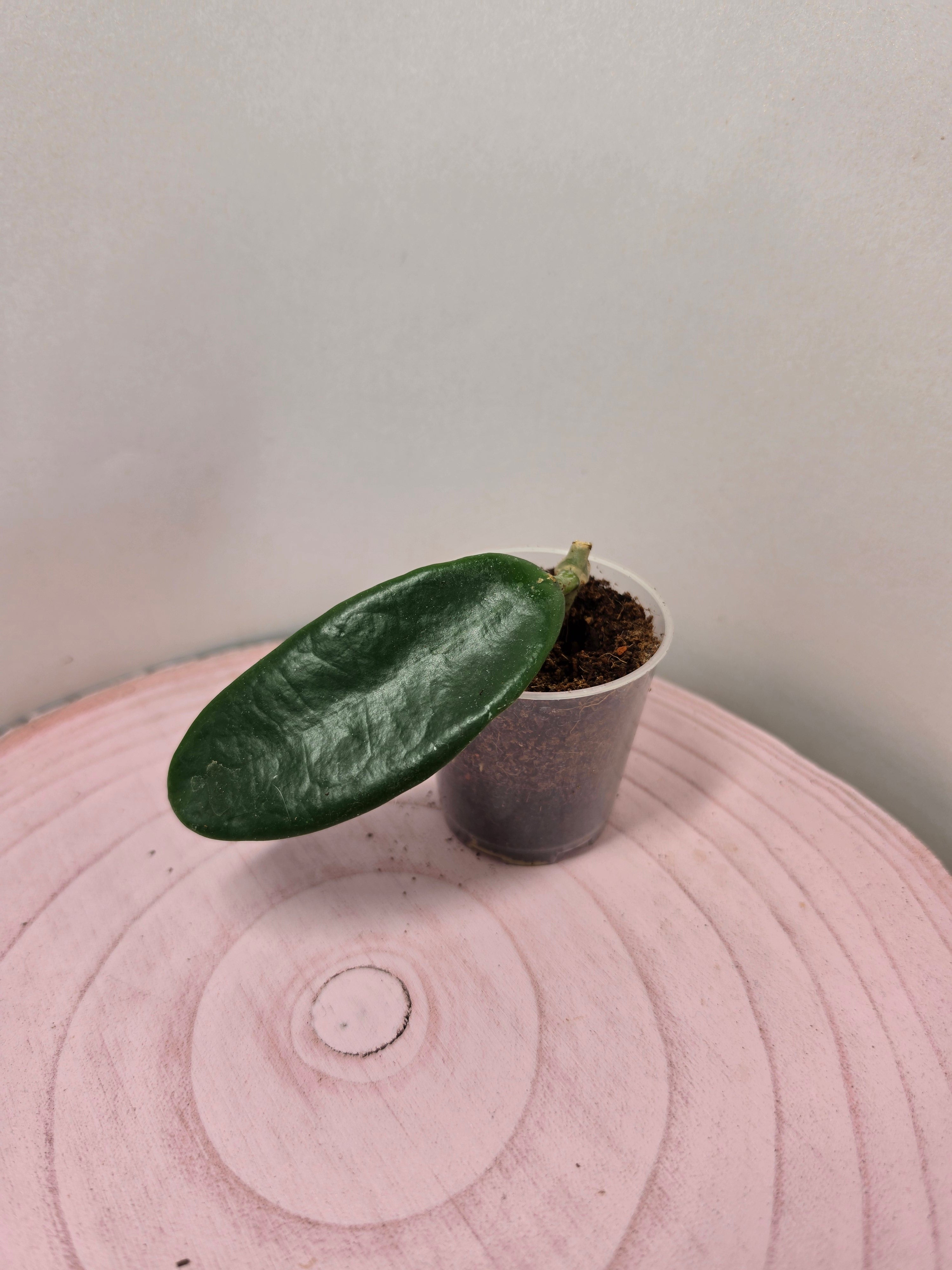 Hoya meliflua 1 Blatt