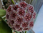 Hoya meliflua