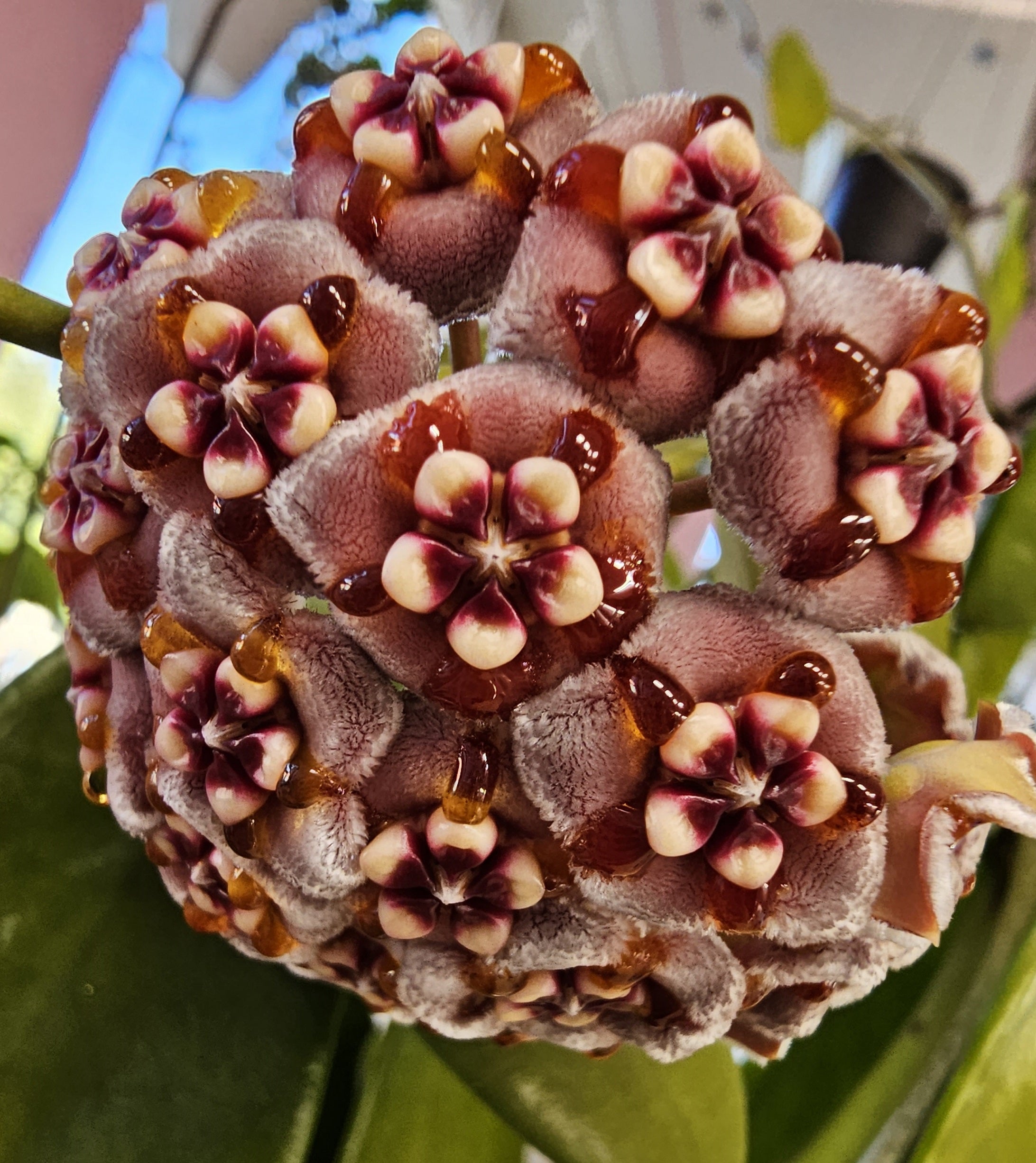 Hoya meliflua