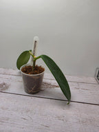 Hoya meliflua ex treubiana ex ssp. fraterna