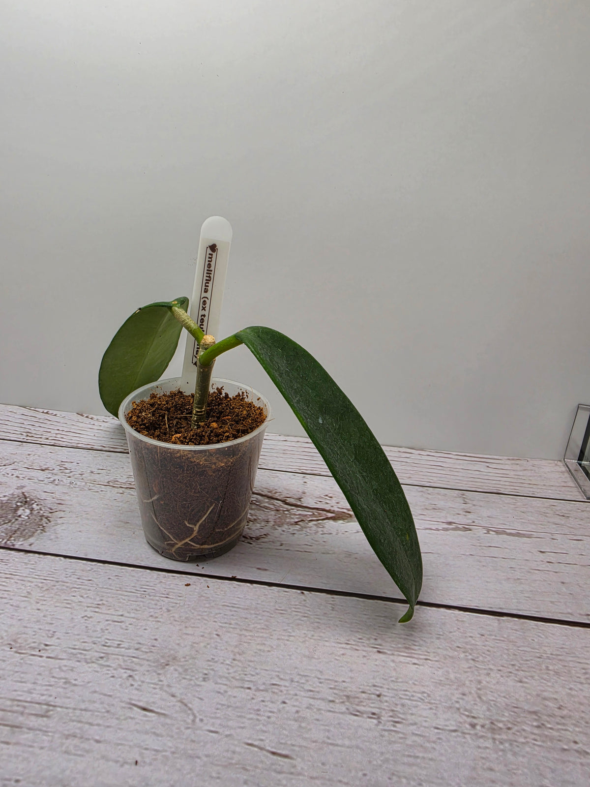 Hoya meliflua ex treubiana ex ssp. fraterna