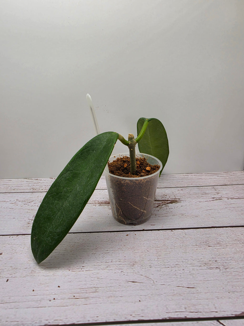 Hoya meliflua ex treubiana ex ssp. fraterna