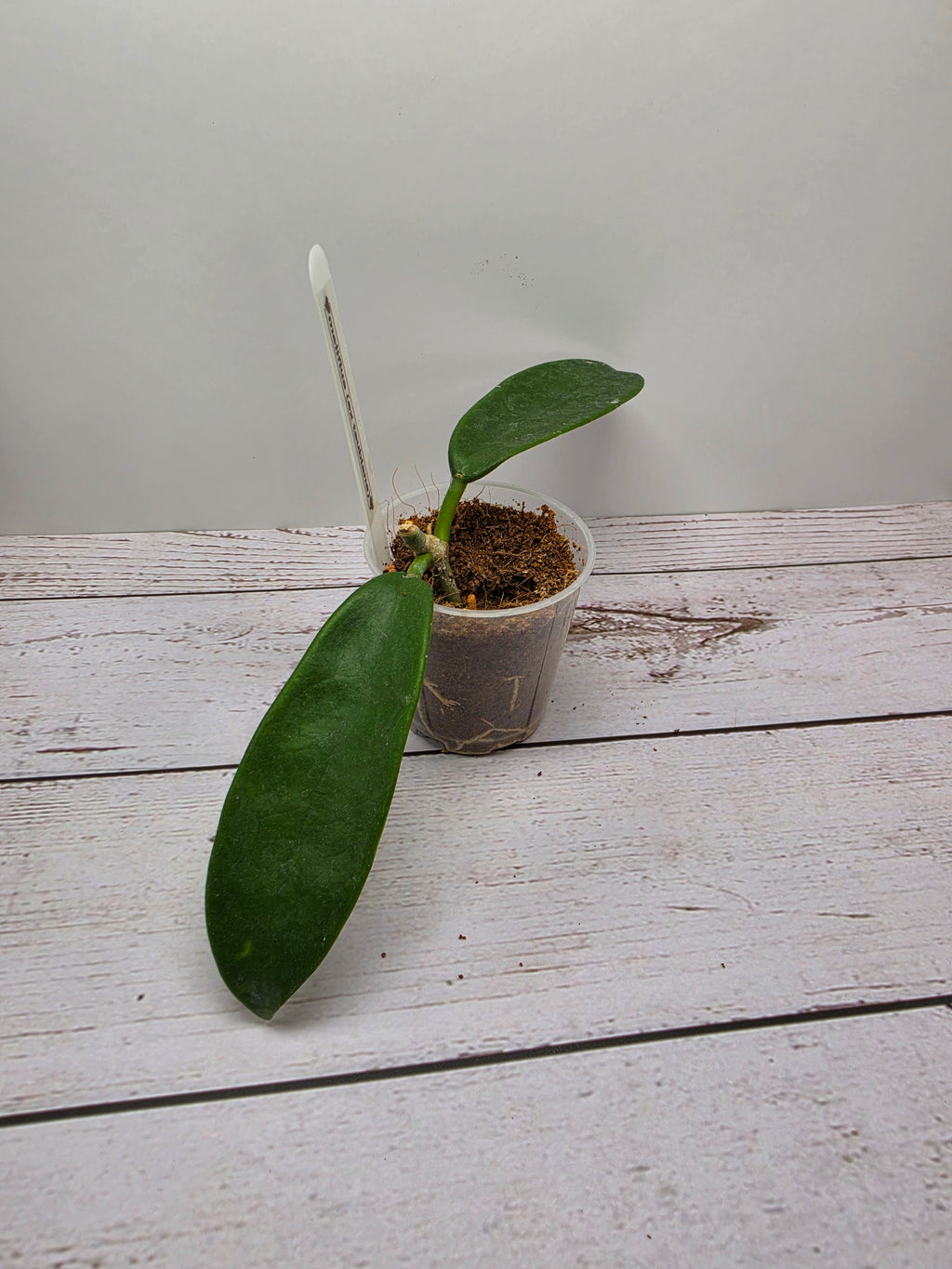 Hoya meliflua ex treubiana ex ssp. fraterna