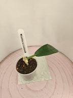 Hoya meliflua ex treubiana ex ssp. fraterna