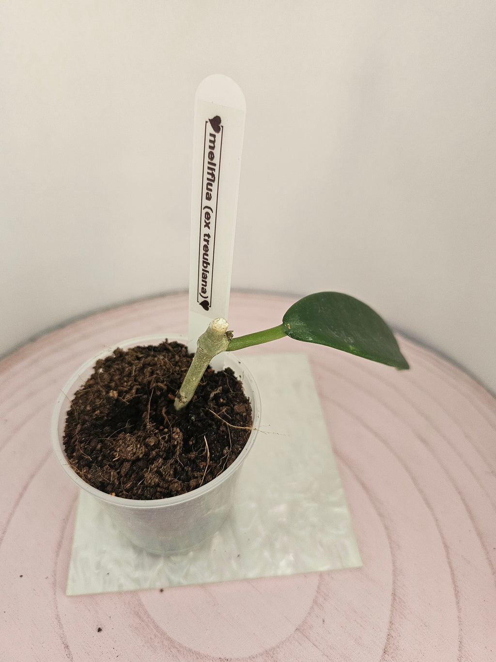 Hoya meliflua ex treubiana ex ssp. fraterna