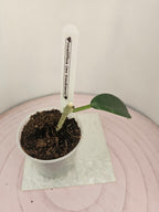 Hoya meliflua ex treubiana ex ssp. fraterna