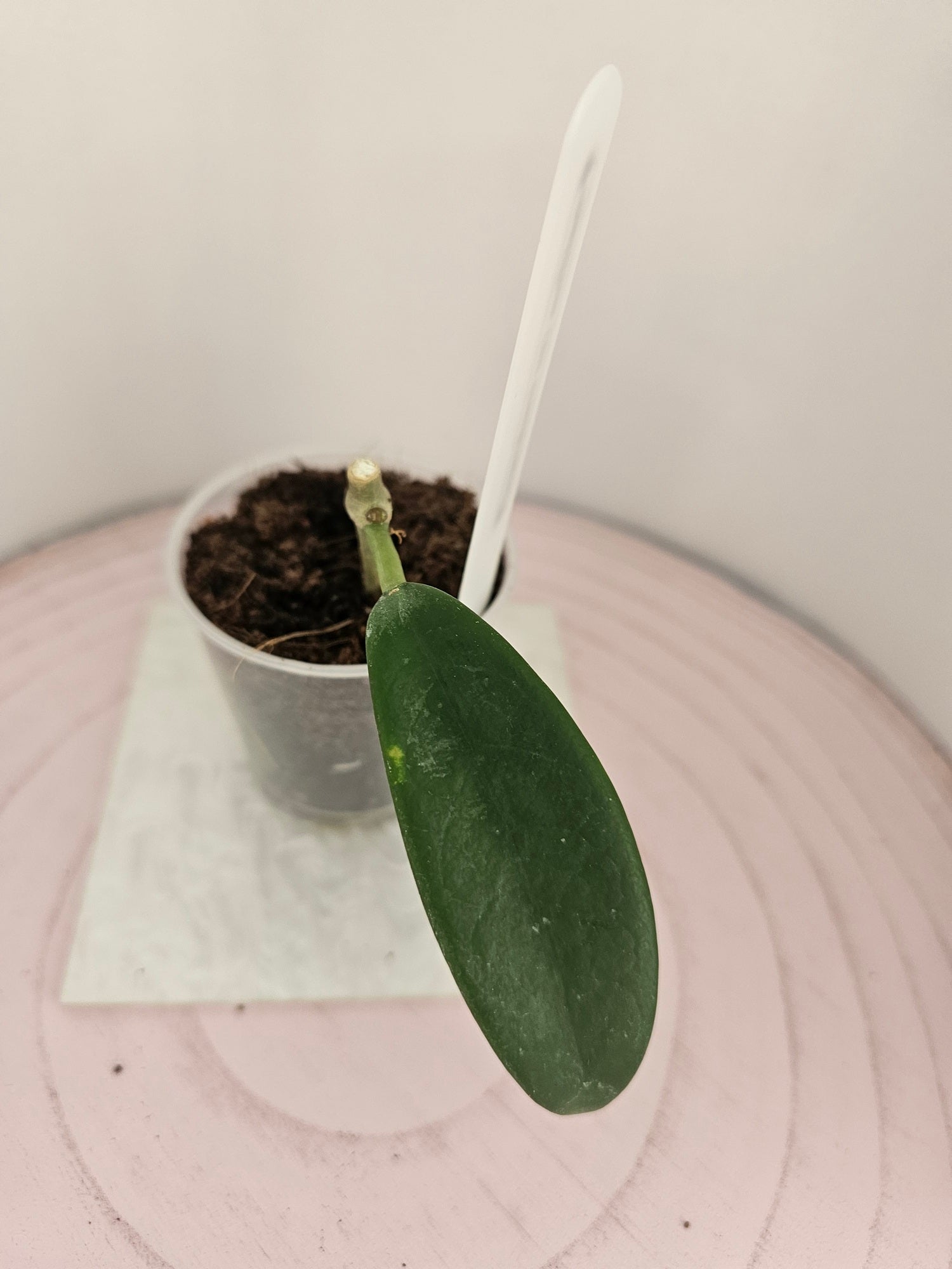 Hoya meliflua ex treubiana ex ssp. fraterna