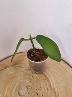 Hoya meliflua