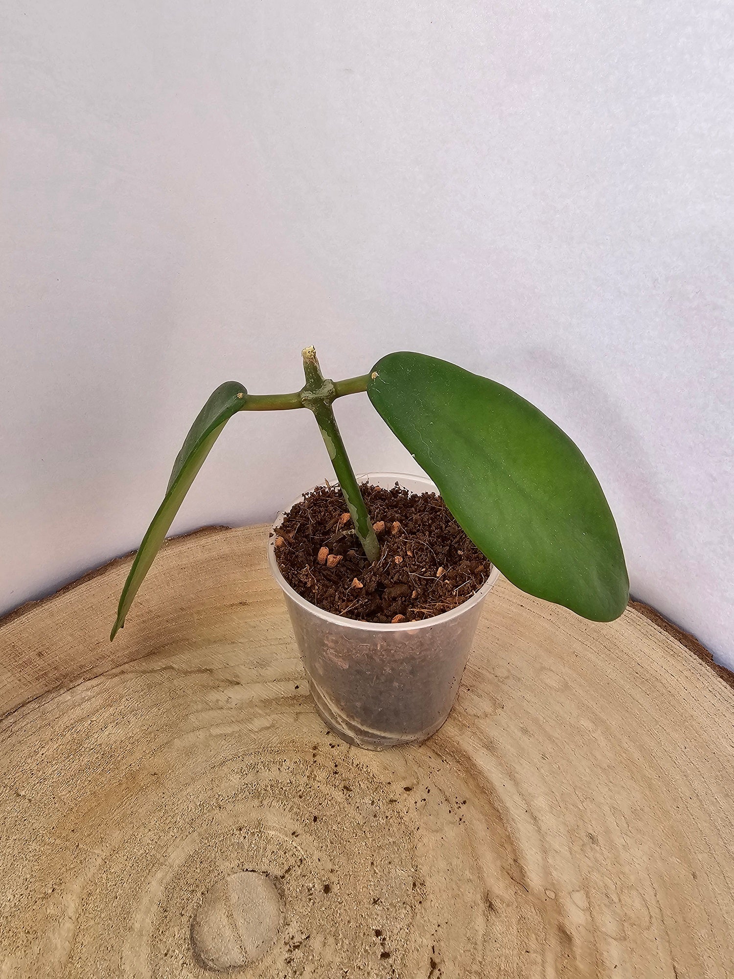 Hoya meliflua