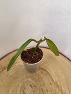 Hoya meliflua
