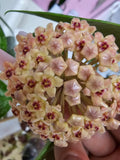 Hoya memoria x IR26