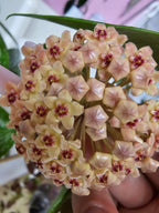 Hoya memoria x IR26