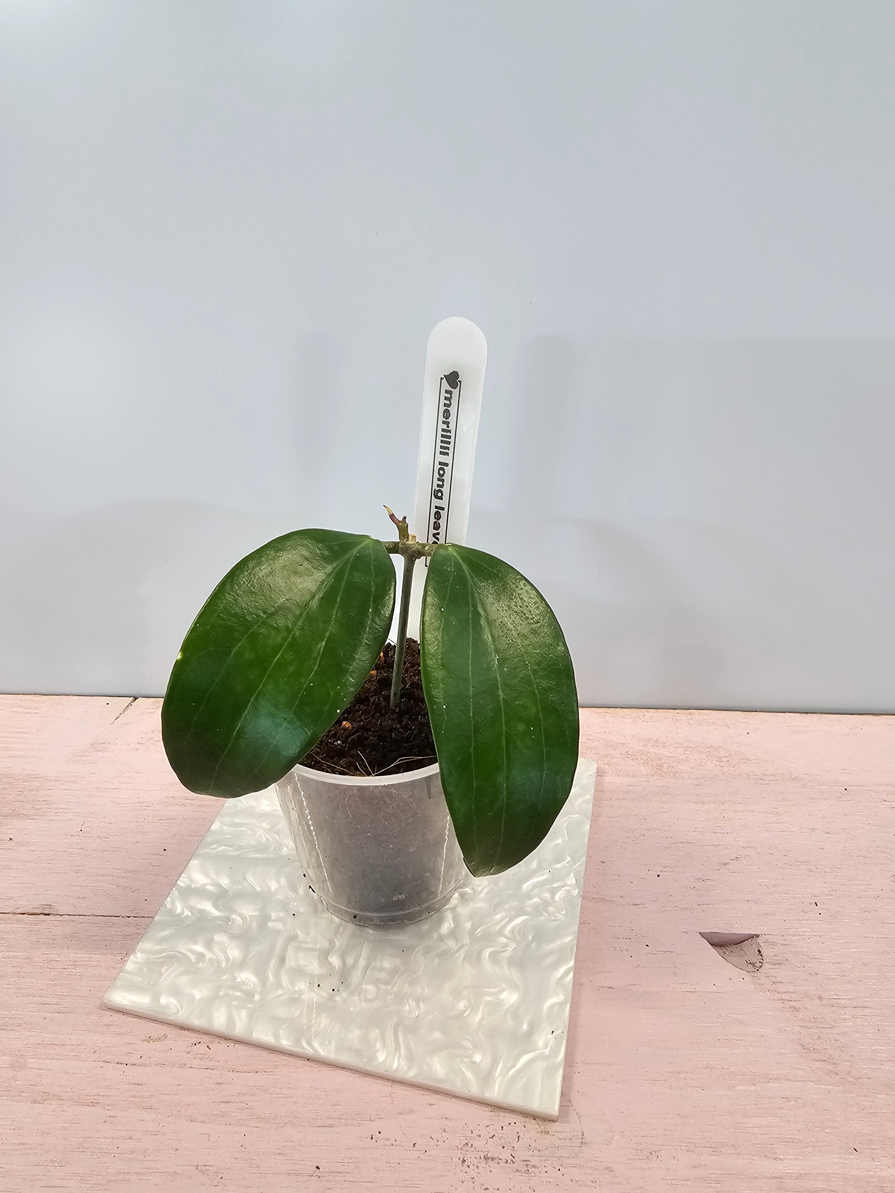 Hoya merillii long leaves