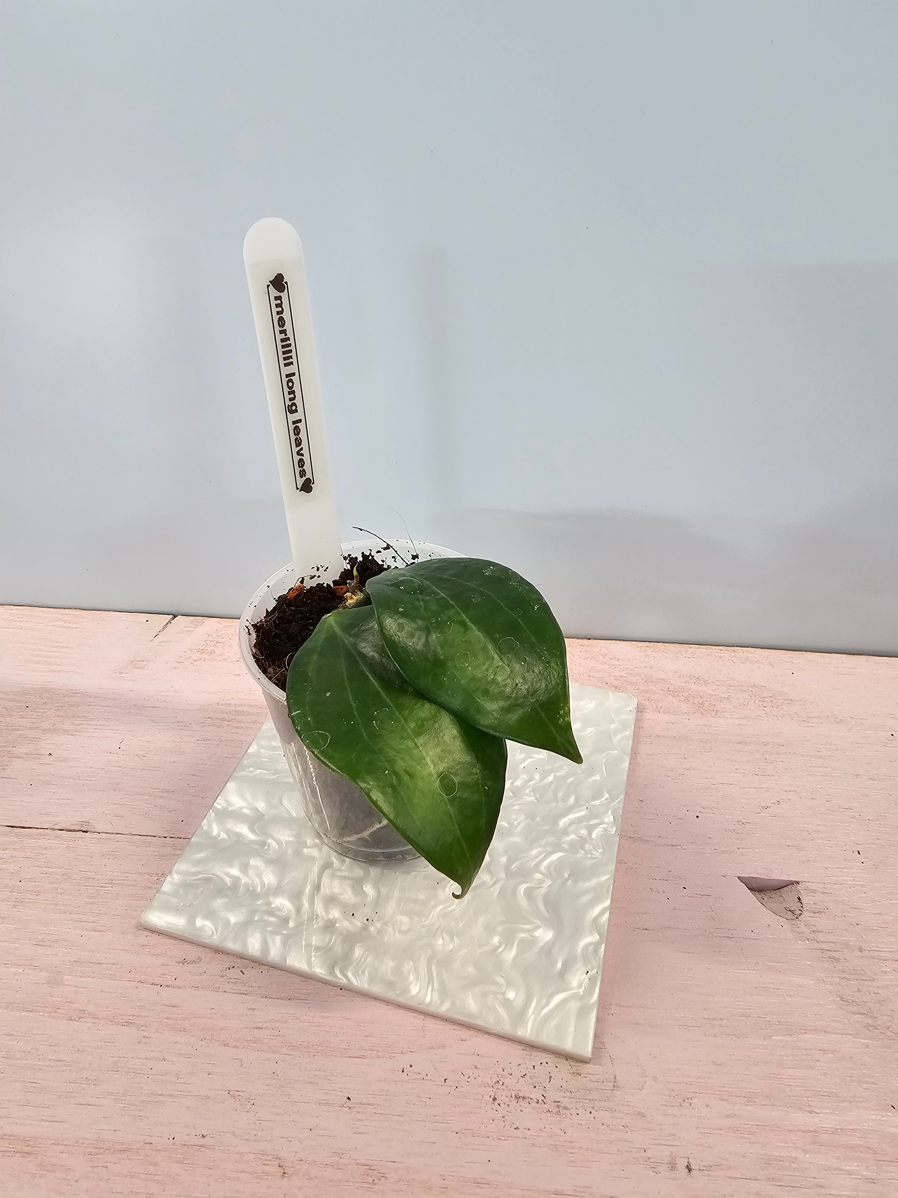 Hoya merillii long leaves