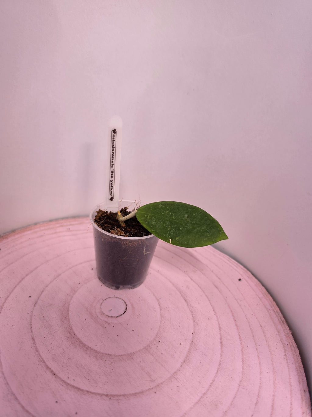 Hoya mindorensis lite yellow