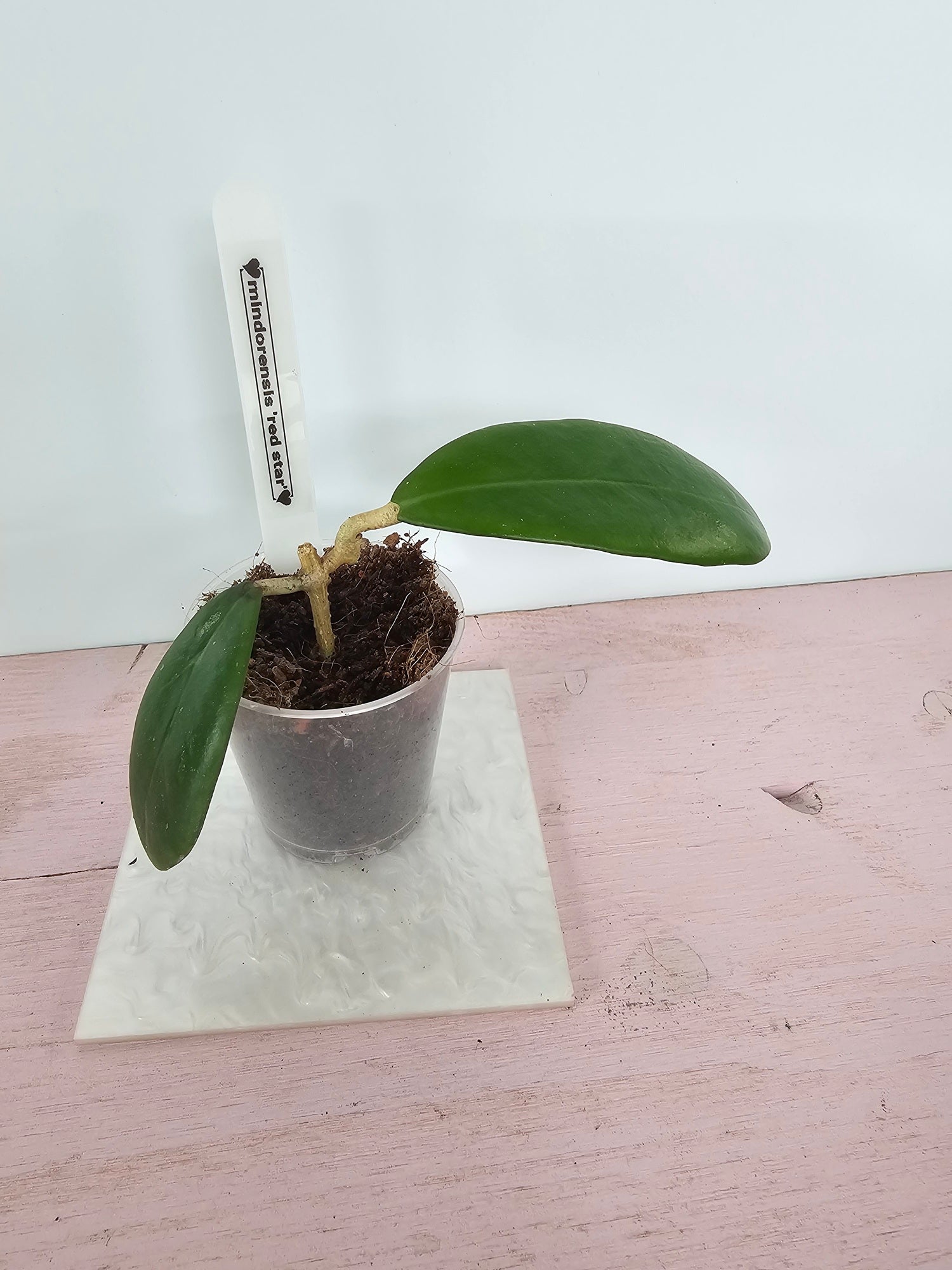 Hoya mindorensis 'Red Star'