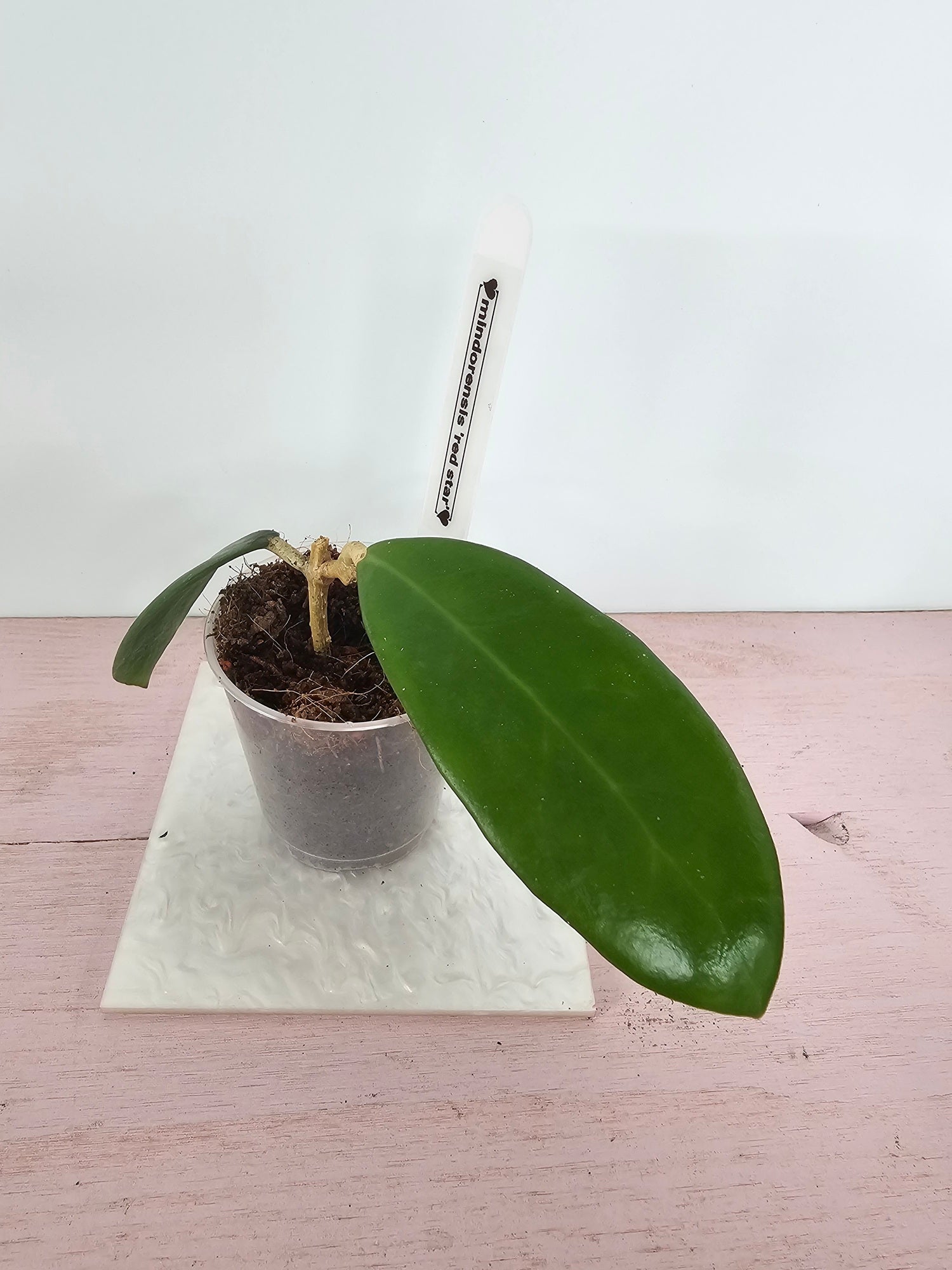 Hoya mindorensis 'Red Star'