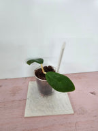 Hoya mindorensis 'Red Star'