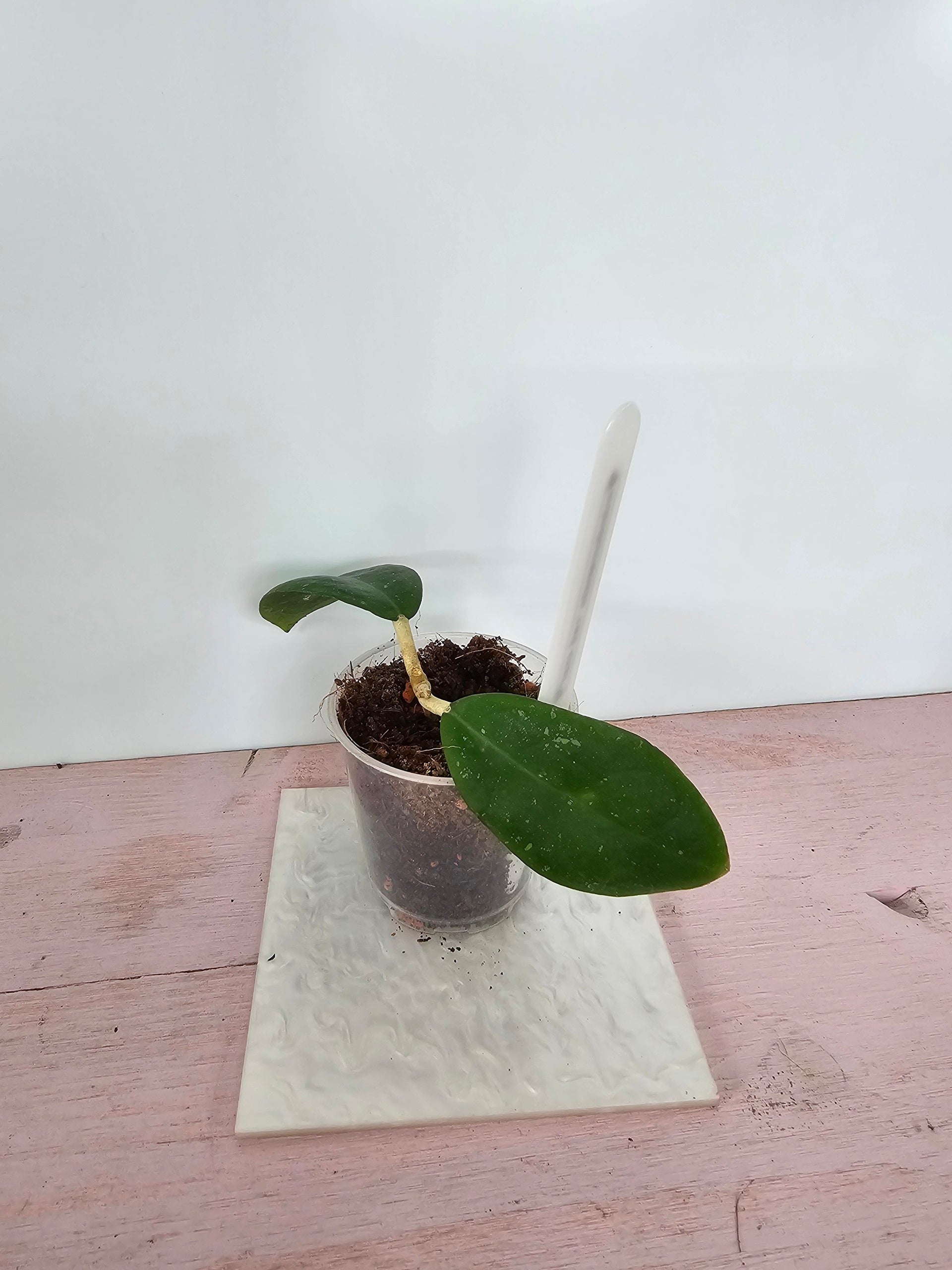 Hoya mindorensis 'Red Star'