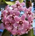 Hoya 'Minibelle'