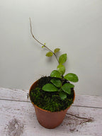 Hoya sp. mini coin Kalimantan