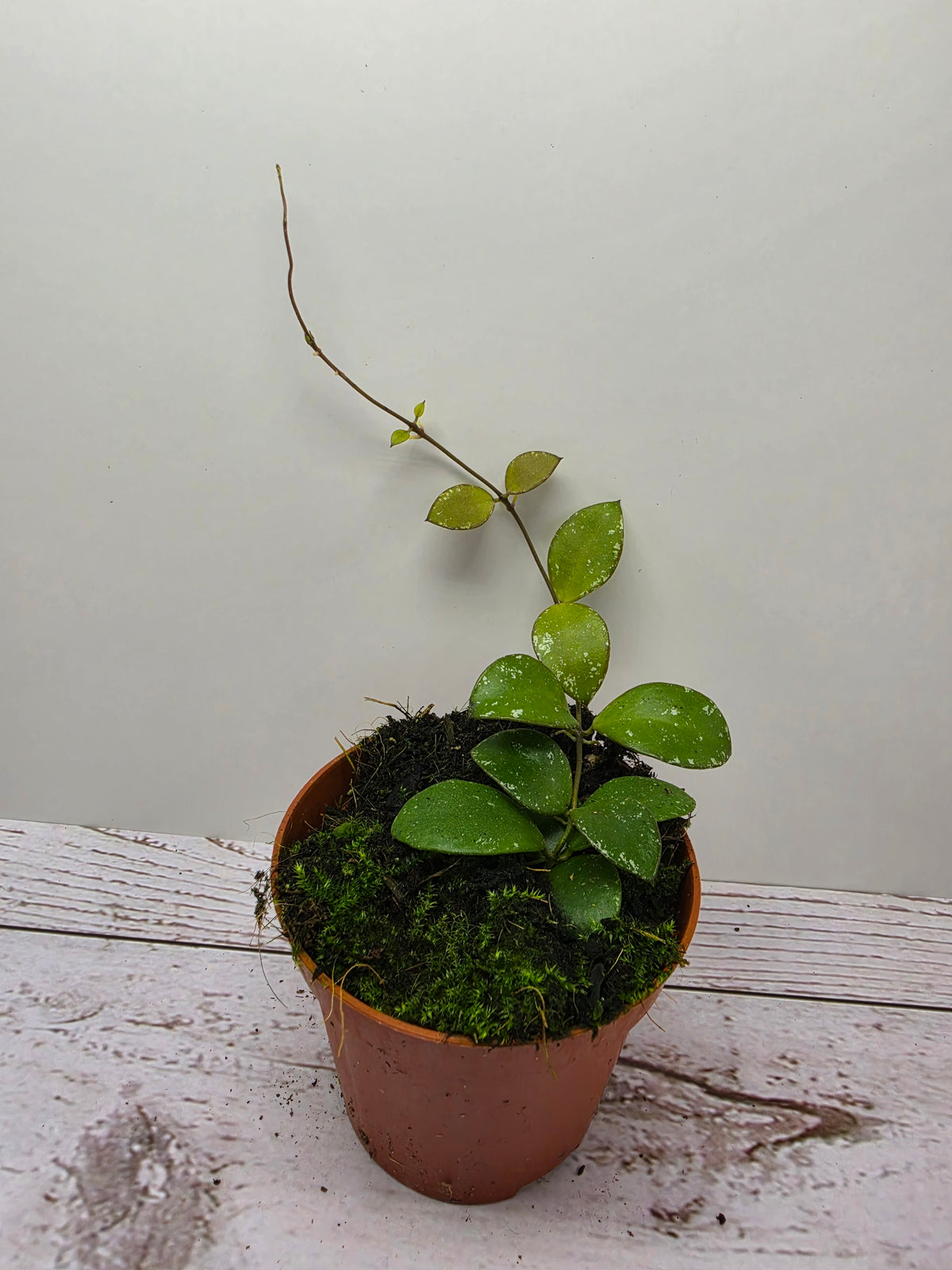 Hoya sp. mini coin Kalimantan