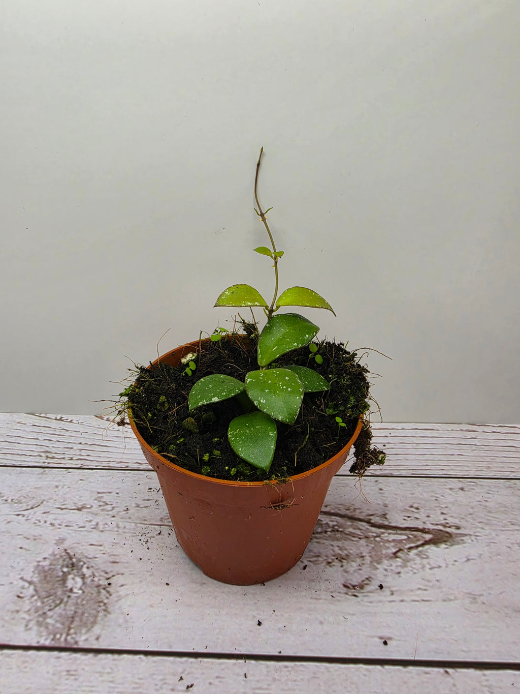 Hoya sp. mini coin Kalimantan