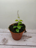 Hoya sp. mini coin Kalimantan