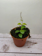 Hoya sp. mini coin Kalimantan