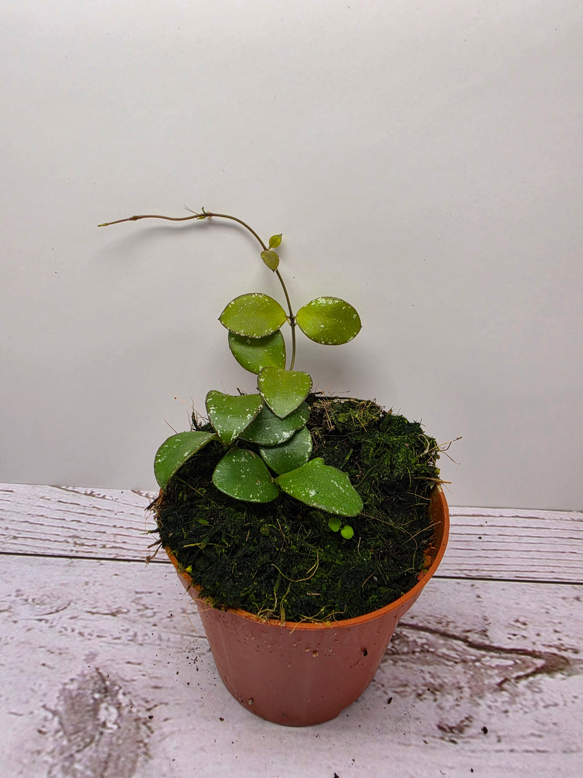 Hoya sp. mini coin Kalimantan
