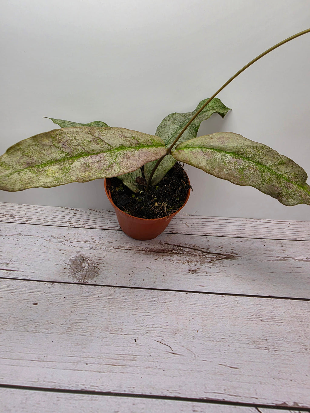 Hoya mitrata silver